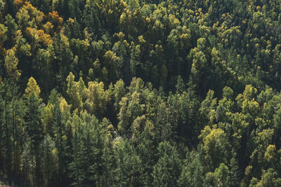 Green dense autumn coniferous forest in mountains, firs and pines textured natural backround