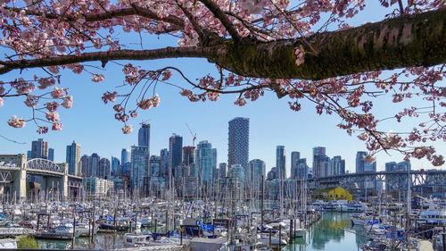 Panoramic view of vancouver downtown under cherry blossom canopy