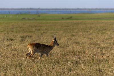 Side view of an impala on field
