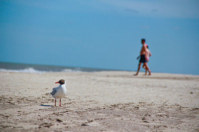 Seagull standing on beach