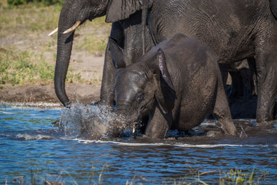 African elephant family at waterhole in forest