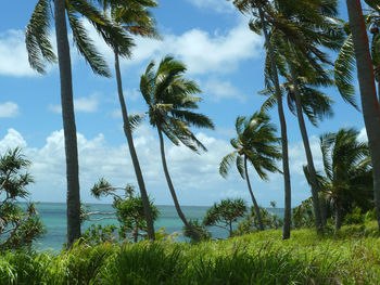 Palm trees against sky