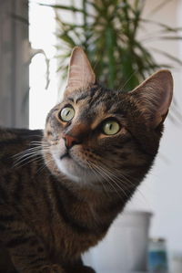 Close-up portrait of cat