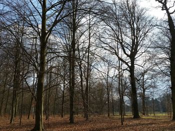 Bare trees in forest against sky