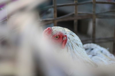 Close-up of a bird in cage