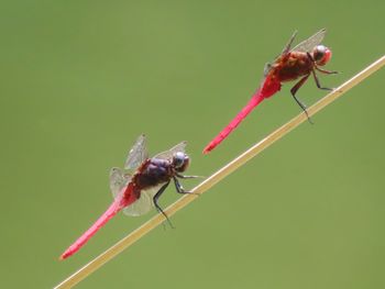 Close-up of insect on plant