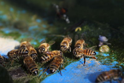 Close-up of insect