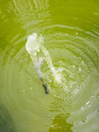 Close-up of jellyfish in water