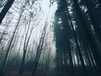 Walkway amidst trees in forest during foggy weather