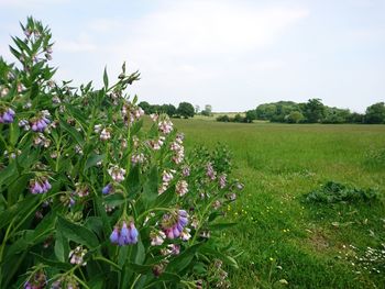 Plants growing on field