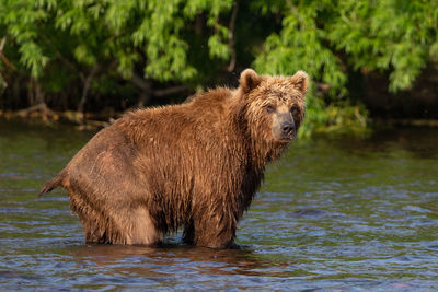 Side view of an animal against river