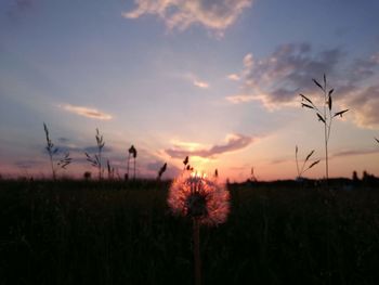 Silhouette of thistle at sunset