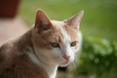 Close-up of cat looking away