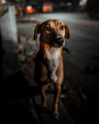 Portrait of dog looking at camera