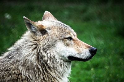 Close-up of dog looking away