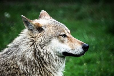 Close-up of wolf looking away