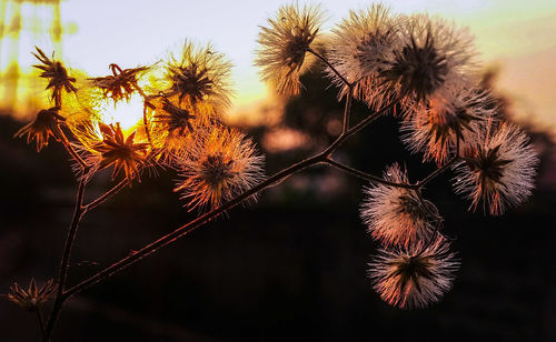 Close-up of flowers against blurred background