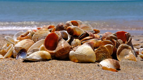 Close-up of shells on beach