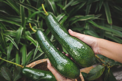 Cropped hand of woman holding vegetables