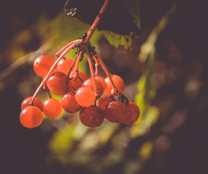 Close-up of red berries on tree