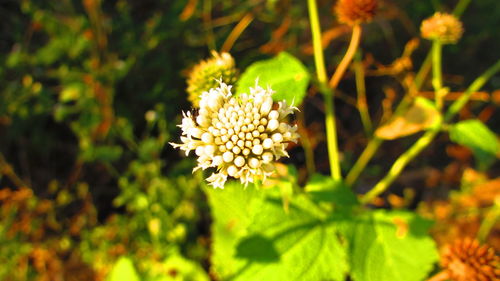 Close-up of yellow flower