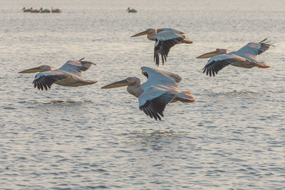 Flock of birds in the sea