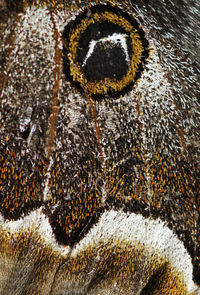 Close-up of butterfly