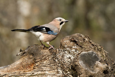 Close-up of bird perching on rock