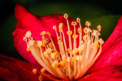 Close-up of day lily blooming outdoors