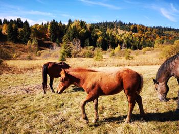 Horses in a field