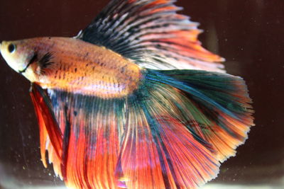 Close-up of fish swimming in sea