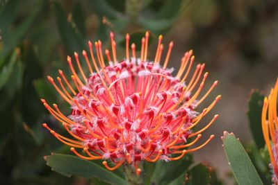 Close-up of colorful flower blooming outdoors