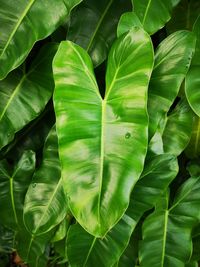 Full frame shot of leaves