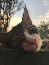 Close-up portrait of a cat