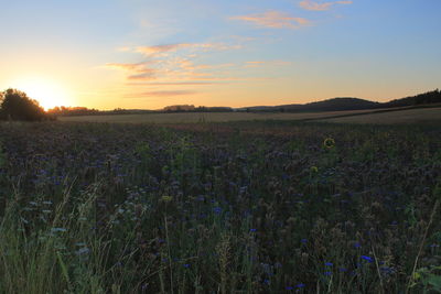 Scenic view of field against sky during sunset