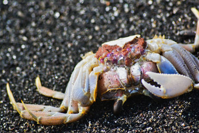 Close-up of crab on beach