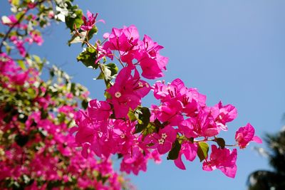Close-up of pink bougainvillea flowers against sky
