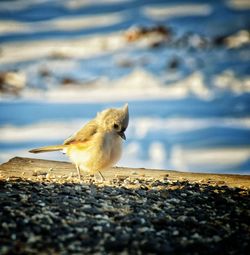 Close-up of bird perching on beach