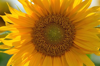 Close-up of sunflower blooming outdoors