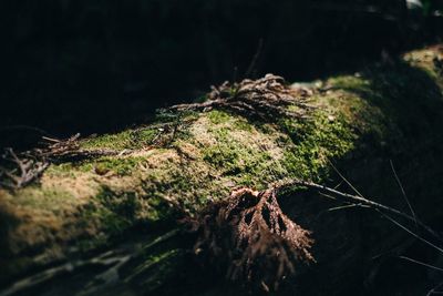 Close-up of moss growing on tree trunk