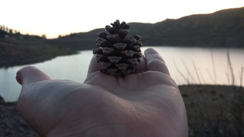 Cropped hand of person holding pine cone against lake