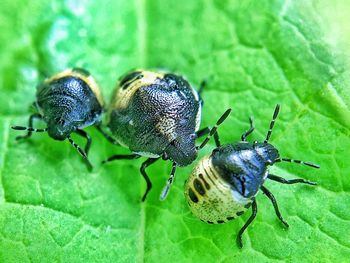 Close-up of insect on plant