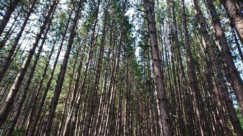 Low angle view of bamboo trees in forest