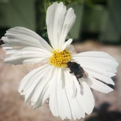 Close-up of honey bee on white flower