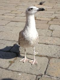 Close-up of seagull perching on footpath