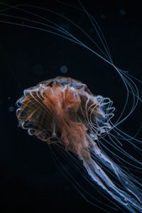 Close-up of jellyfish swimming in sea