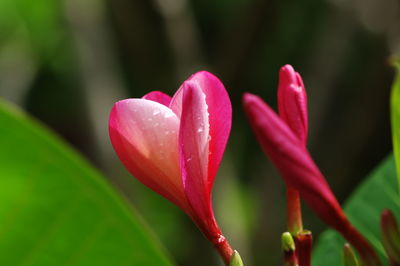 Close-up of pink rose flower