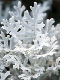 Close-up of snow on plant