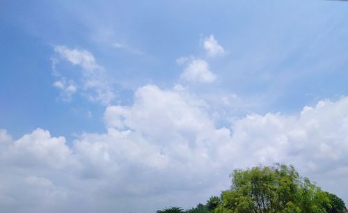 Low angle view of trees against sky