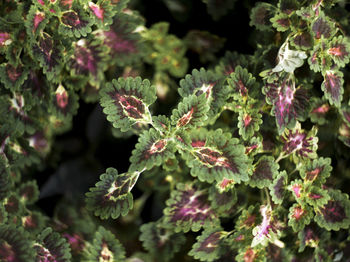 Full frame shot of flowering plants